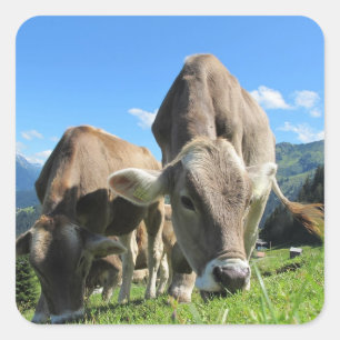 Grazing Cow  Stickers