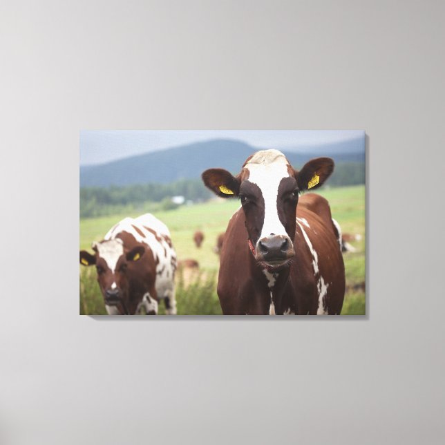 Grazing cows canvas print (Front)