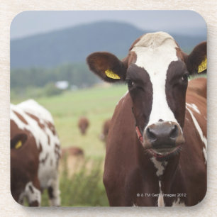 Grazing cows coaster