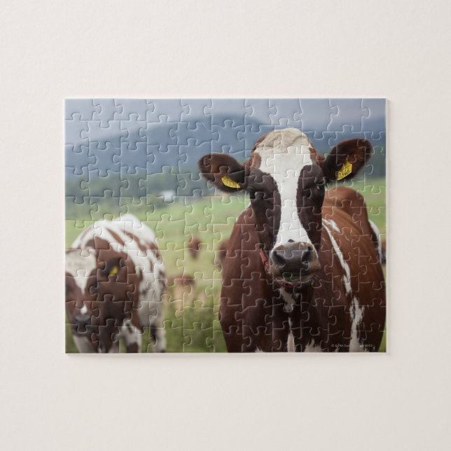 Grazing cows jigsaw puzzle (Horizontal)