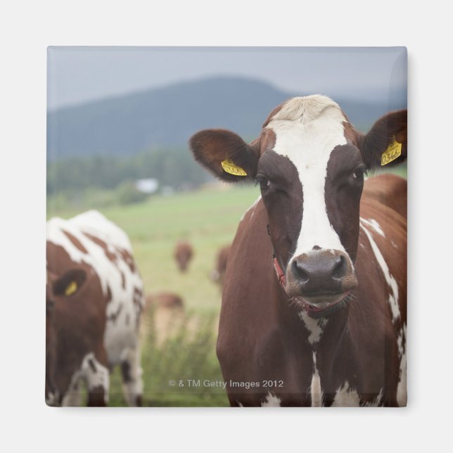 Grazing cows magnet (Front)