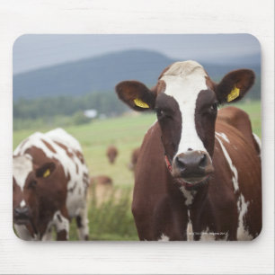 Grazing cows mouse mat