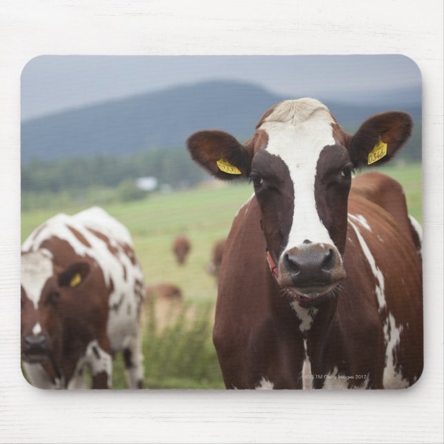 Grazing cows mouse mat (Front)