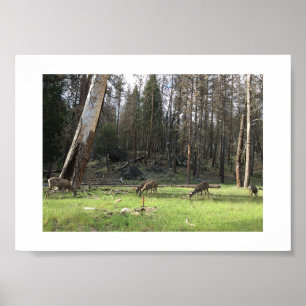 Grazing Deer Yosemite Colour Photography Poster