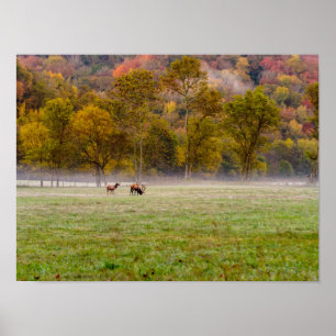Grazing Elk Couple Poster