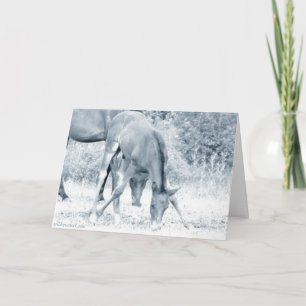 Grazing Foal Greeting Card_Motivational Card