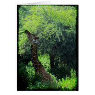 Grazing Giraffe