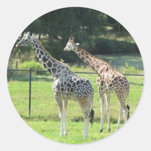 Grazing Giraffes Classic Round Sticker