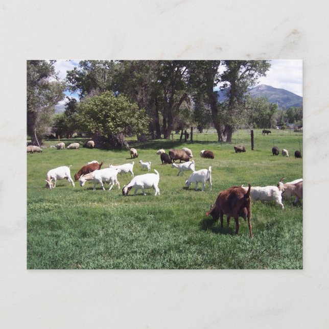Grazing Goats Postcard (Front)