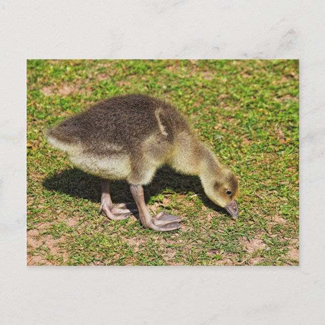 Grazing Gosling. Roath Park Lake, Cardiff, Wales.  Postcard (Front)