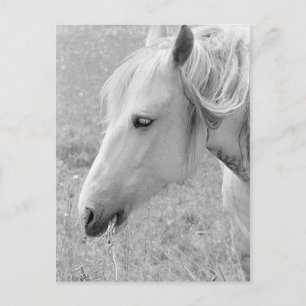 Grazing Grey Postcard