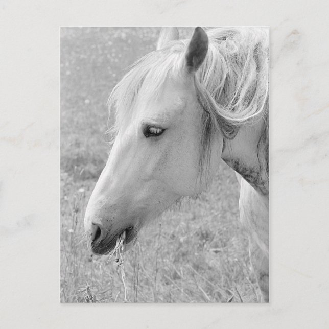 Grazing Grey Postcard (Front)