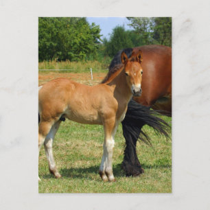 Grazing Horse Family Postcard