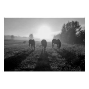 Grazing Horse Herd at Sunrise, Equine B&W Photo Poster