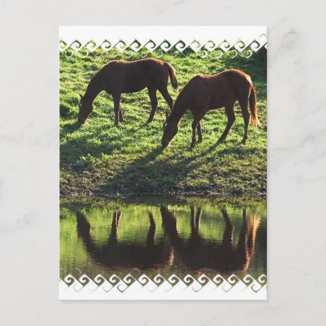 Grazing Horse Pair Postcard (Front)