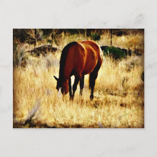 Grazing Horse Postcard