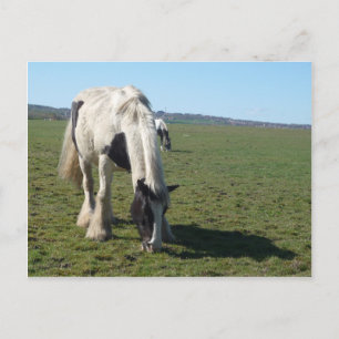 Grazing Horse Postcard