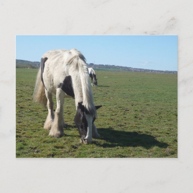 Grazing Horse Postcard (Front)