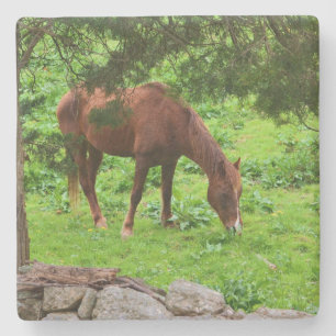 Grazing Horse Stone Coaster