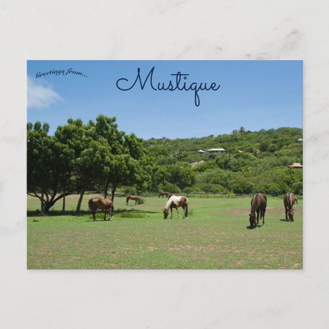 Grazing Horses in Mustique Postcard (Front)