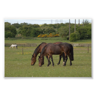 Grazing Horses Photo Print