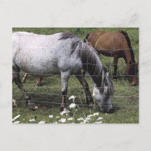 Grazing Horses Postcard