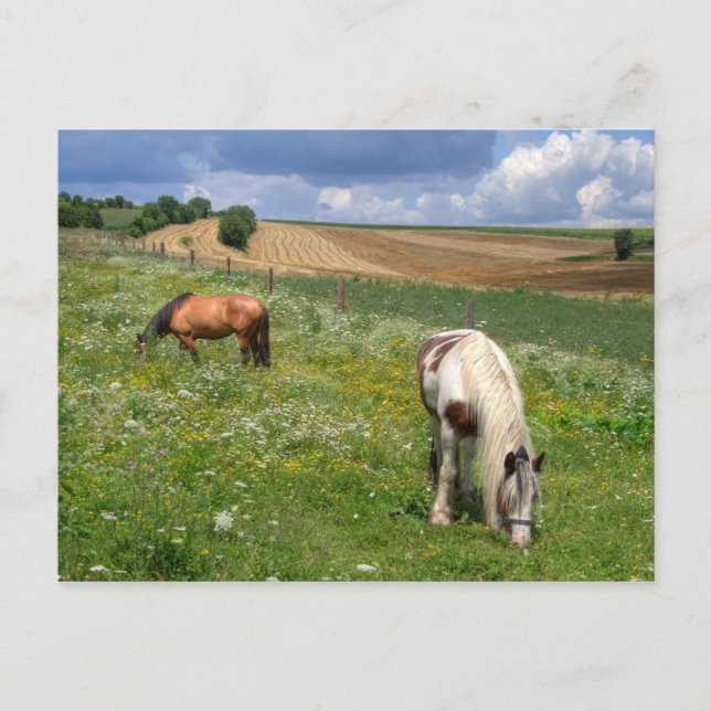 Grazing Horses Postcard (Front)