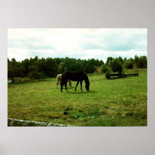 Grazing Horses Poster