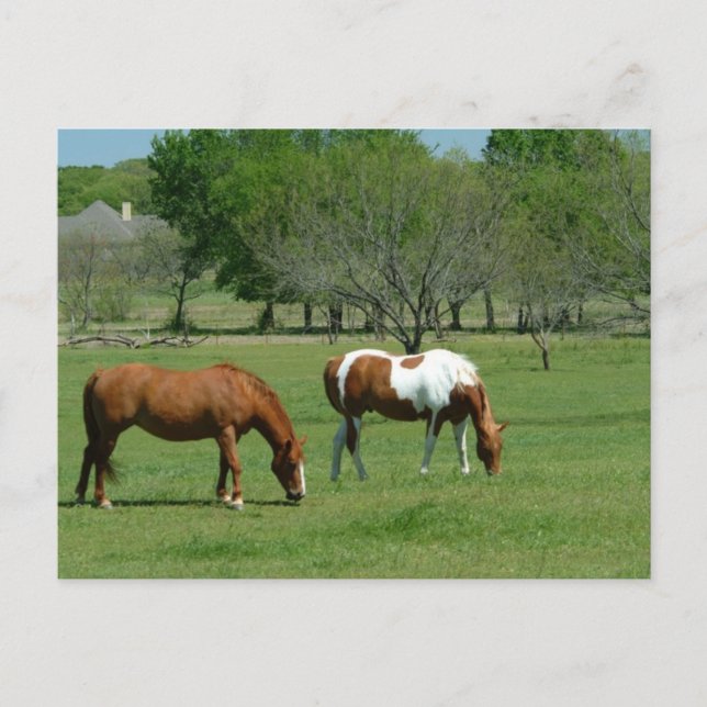 Grazing Horses Scene Postcard (Front)