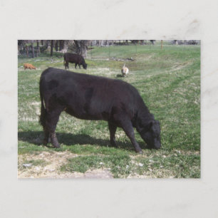 Grazing in May Postcard