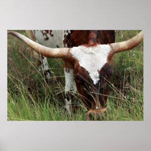 Grazing Longhorn Poster