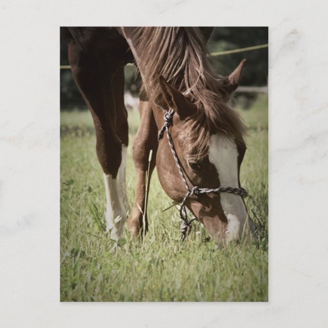Grazing Mare Postcard (Front)