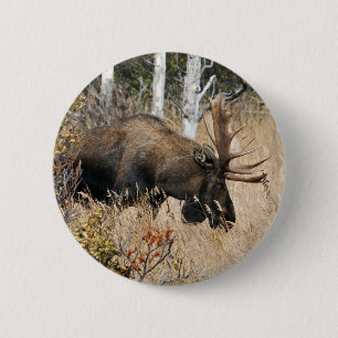 Grazing Moose 6 Cm Round Badge