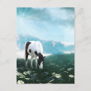 Grazing paint horse postcard