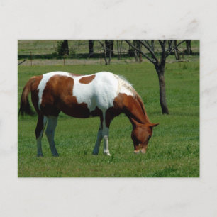 Grazing Pinto Postcard