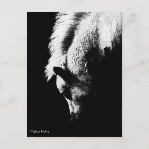 Grazing Pony - postcard