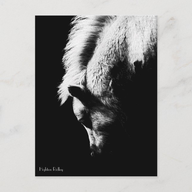 Grazing Pony - postcard (Front)