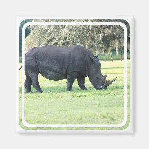 Grazing Rhino Magnet