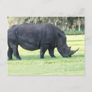 Grazing Rhino Postcard