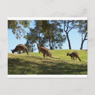 Grazing Roos Postcard