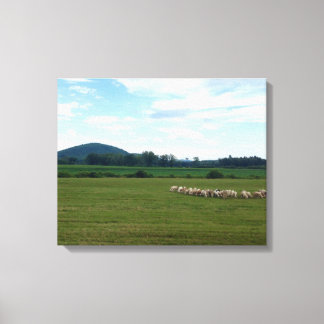 Grazing Sheep Canvas Print