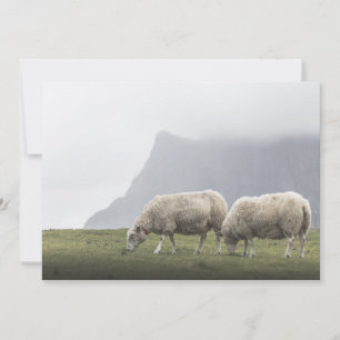 Grazing Sheep Nature Photo