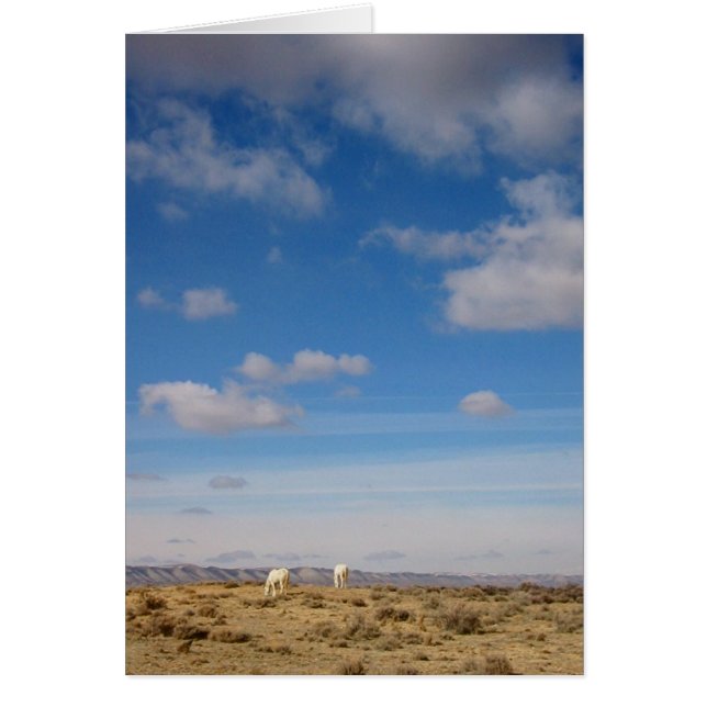 Grazing the Wind River Range, Wyoming (Front)