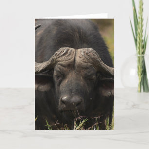 Grazing Water Buffalo Greeting Card