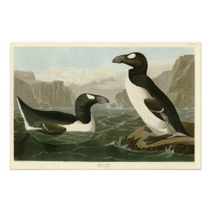 Great Auk - John James Audubon's Birds of America Photo Print