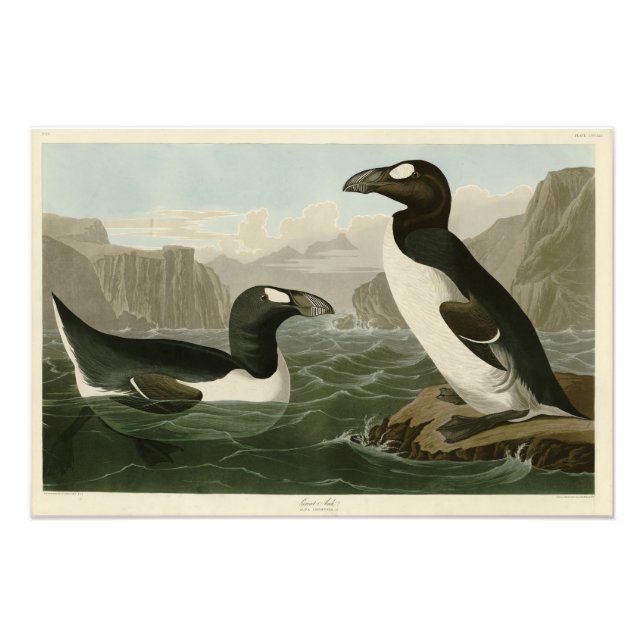Great Auk - John James Audubon's Birds of America Photo Print (Front)