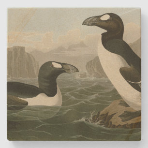 Great Auk - John James Audubon's Birds of America Stone Coaster