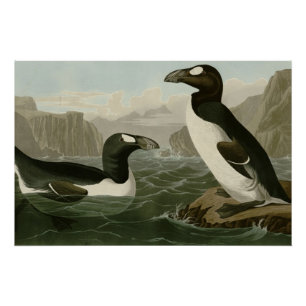 Great Auk Poster