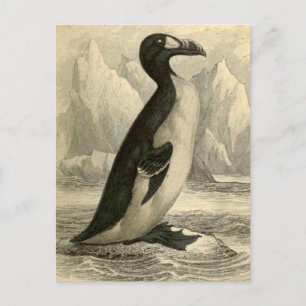 Great Auk:  Vintage Jardine's  print postcard