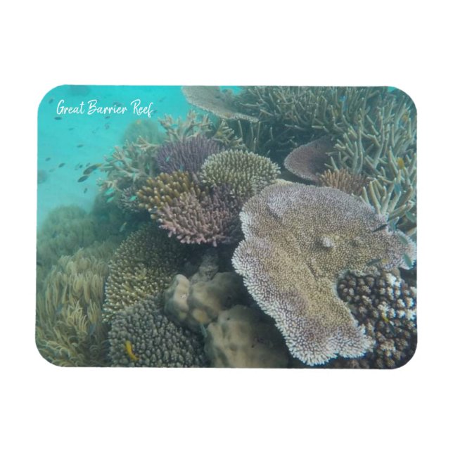 great barrier coral magnet (Horizontal)